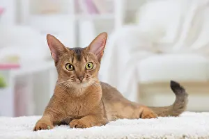 Abyssinian: 80201526 Cat - Abyssinian Jean-Michel Labat All