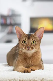 Abyssinian: 80201527 Cat - Abyssinian Jean-Michel Labat All