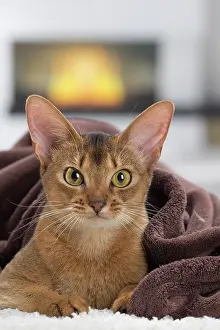 Abyssinian: 80201528 Cat - Abyssinian Jean-Michel Labat All