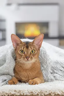 Abyssinian: 80201529 Cat - Abyssinian Jean-Michel Labat All