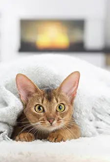 Abyssinian: 80201530 Cat - Abyssinian Jean-Michel Labat All
