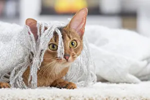 Abyssinian: 80201531 Cat - Abyssinian Jean-Michel Labat All