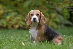 Beagle: 80201533 Dog - Beagle Jean-Michel Labat All images