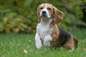 Beagle: 80201534 Dog - Beagle Jean-Michel Labat All images