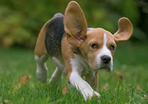 Beagle: 80201535 Dog - Beagle Jean-Michel Labat All images