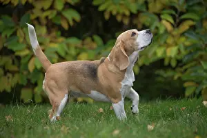 Beagle: 80201536 Dog - Beagle Jean-Michel Labat All images