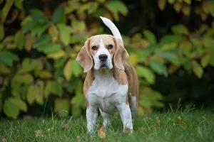Beagle: 80201537 Dog - Beagle Jean-Michel Labat All images