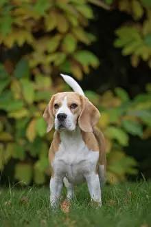 Beagle: 80201538 Dog - Beagle Jean-Michel Labat All images