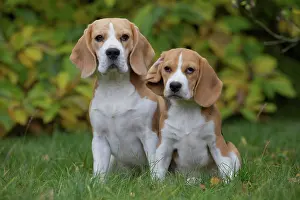 Beagles: 80201539 Dog - Beagles Jean-Michel Labat All images