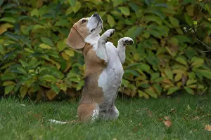 Beagle: 80201541 Dog - Beagle Jean-Michel Labat All images