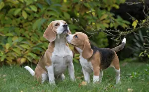 Beagles: 80201542 Dog - Beagles Jean-Michel Labat All images