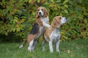 Beagles: 80201543 Dog - Beagles Jean-Michel Labat All images