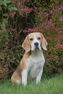 Beagle: 80201544 Dog - Beagle Jean-Michel Labat All images