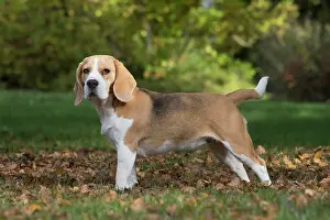 Beagle: 80201545 Dog - Beagle Jean-Michel Labat All images
