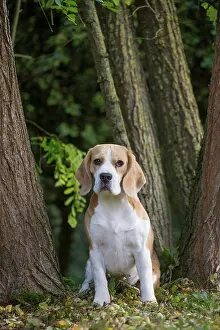 Beagle: 80201546 Dog - Beagle Jean-Michel Labat All images