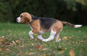 Beagle: 80201547 Dog - Beagle Jean-Michel Labat All images