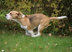 Beagle: 80201548 Dog - Beagle Jean-Michel Labat All images
