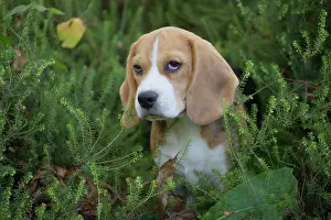 Beagle: 80201549 Dog - Beagle Jean-Michel Labat All images