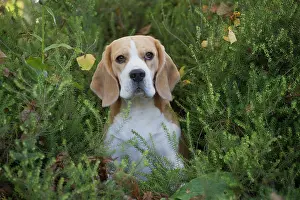 Beagle: 80201550 Dog - Beagle Jean-Michel Labat All images