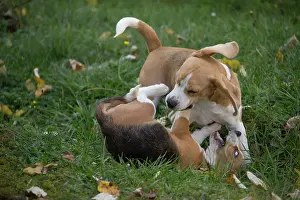 Beagles: 80201551 Dog - Beagles Jean-Michel Labat All images