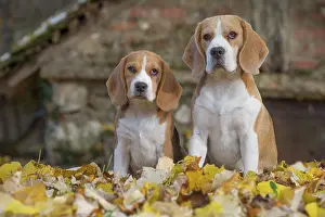 Beagles: 80201552 Dog - Beagles Jean-Michel Labat All images
