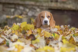 Beagle: 80201553 Dog - Beagle Jean-Michel Labat All images