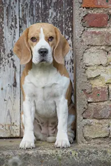Beagle: 80201554 Dog - Beagle Jean-Michel Labat All images