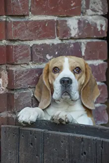 Beagle: 80201555 Dog - Beagle Jean-Michel Labat All images