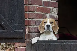 Beagle: 80201556 Dog - Beagle Jean-Michel Labat All images