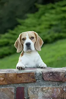 Beagle: 80201558 Dog - Beagle Jean-Michel Labat All images