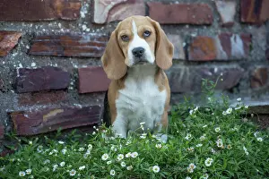 Beagle: 80201559 Dog - Beagle Jean-Michel Labat All images