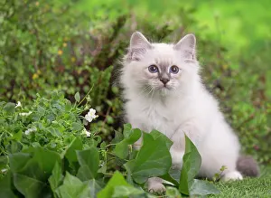 Birman: 80201561 Cat - Birman kitten Jean-Michel Labat All