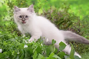 Birman: 80201563 Cat - Birman kitten Jean-Michel Labat All