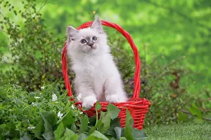 Birman: 80201564 Cat - Birman kitten Jean-Michel Labat All