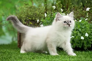 Birman: 80201565 Cat - Birman kitten Jean-Michel Labat All