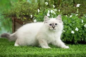 Birman: 80201566 Cat - Birman kitten Jean-Michel Labat All