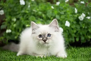 Birman: 80201567 Cat - Birman kitten Jean-Michel Labat All