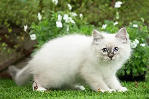 Birman: 80201568 Cat - Birman kitten Jean-Michel Labat All