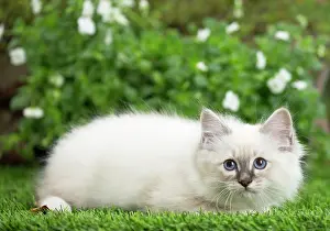 Birman: 80201569 Cat - Birman kitten Jean-Michel Labat All