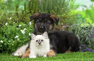 Birman: 80201571 Dog and Cat - Birman kitten with German