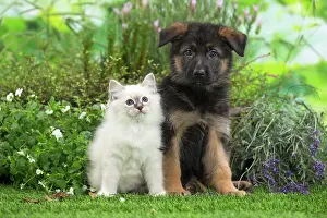Birman: 80201572 Dog and Cat - Birman kitten with German