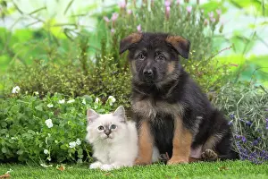 Birman: 80201573 Dog and Cat - Birman kitten with German