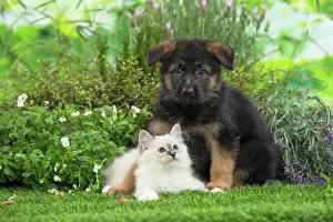 Birman: 80201574 Dog and Cat - Birman kitten with German