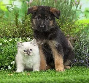 Birman: 80201575 Dog and Cat - Birman kitten with German