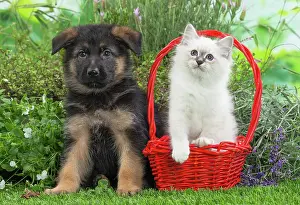 Birman: 80201576 Dog and Cat - Birman kitten with German