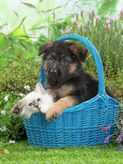 Birman: 80201577 Dog and Cat - Birman kitten with German