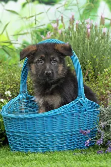 80201582 Dog - German Shepherd puppy Jean-Michel