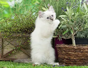 Birman: 80201583 Cat - Birman kitten Jean-Michel Labat All