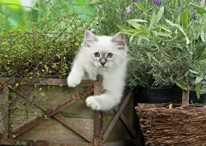 Birman: 80201584 Cat - Birman kitten Jean-Michel Labat All