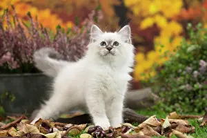 Birman: 80201585 Cat - Birman kitten Jean-Michel Labat All